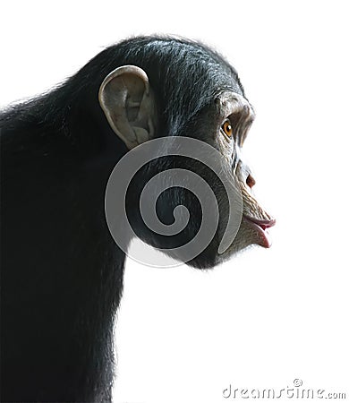 Surprised chimpanzee isolated on white Stock Photo